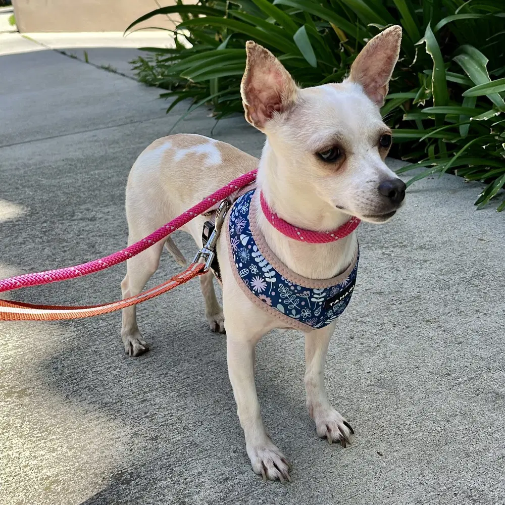 Raven - Chi Fox Terrier
