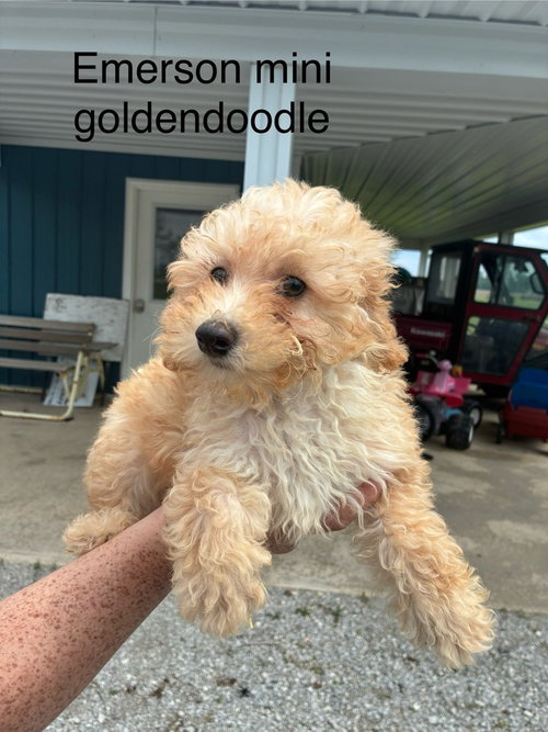 Emerson, an adoptable Golden Retriever in Studio City, CA