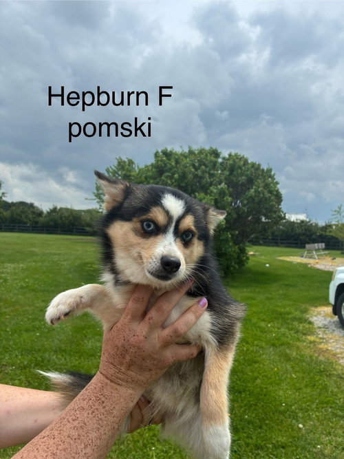 Hepburn, an adoptable Pomeranian in Studio City, CA