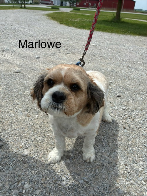 Marlowe, an adoptable Shih Tzu in Studio City, CA