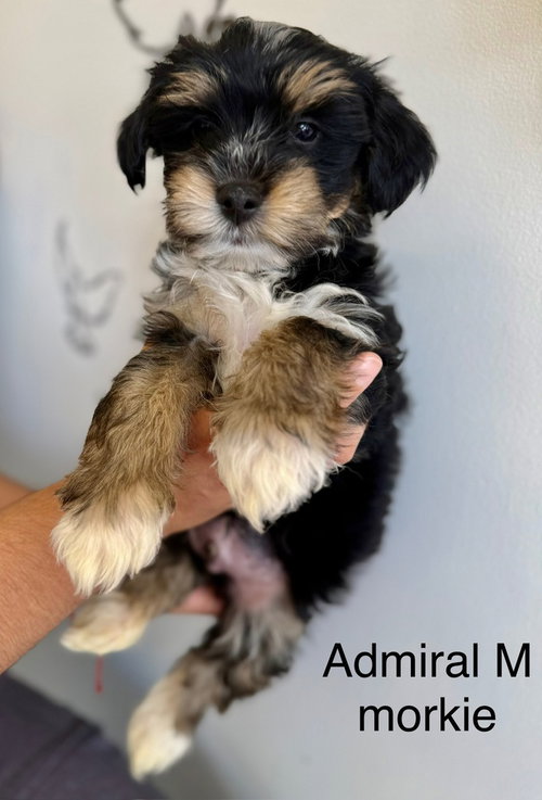 ADMIRAL #2687