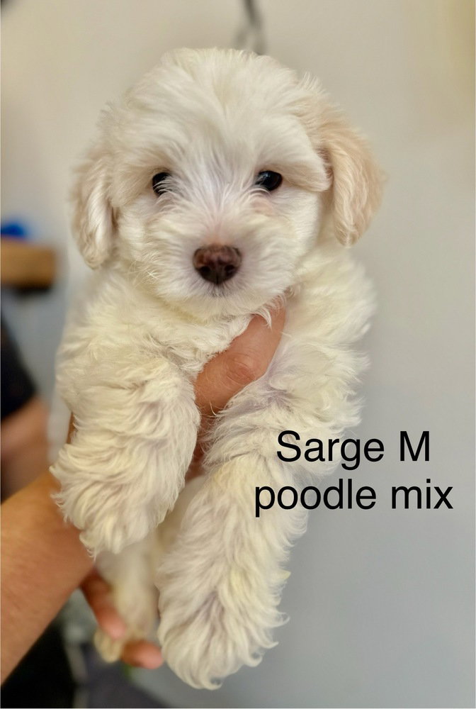 Sarge #2699 Image