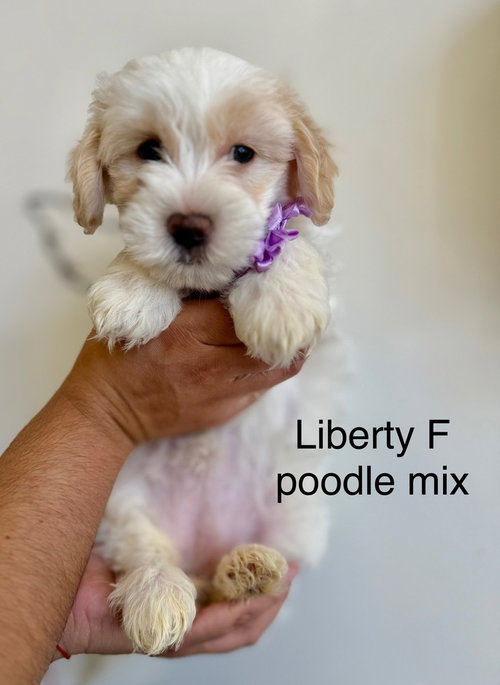 Liberty #2694