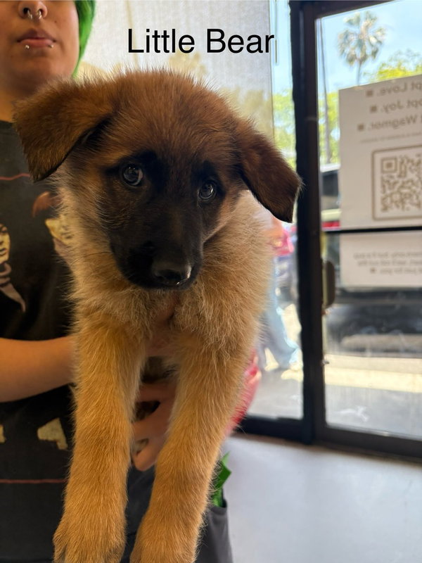 Little Bear #5481