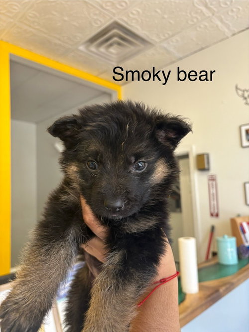 Smoky Bear #5482