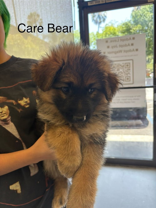 Care Bear #5487