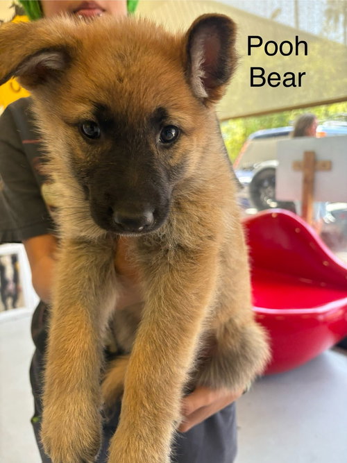 Pooh Bear