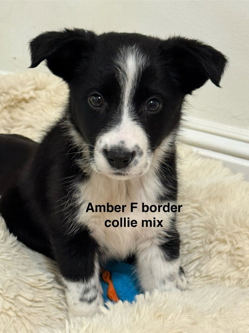 Amber #2686