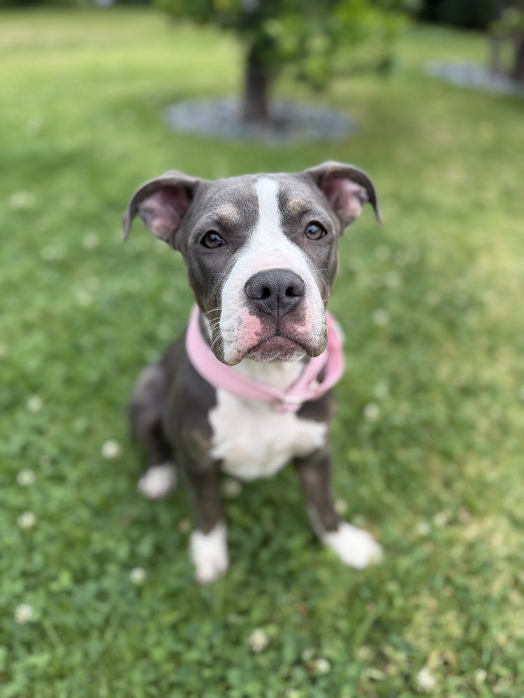 ZOE