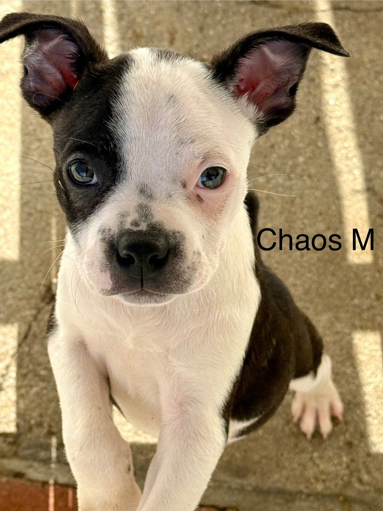 Chaos #2682