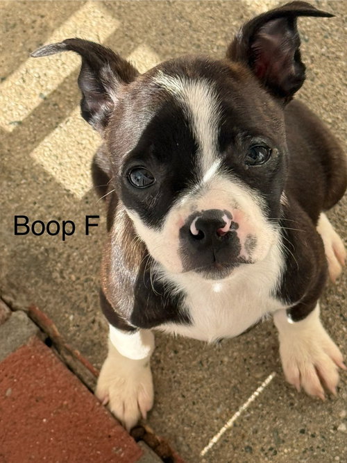 Boop #2693