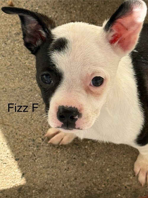 Fizz #2685