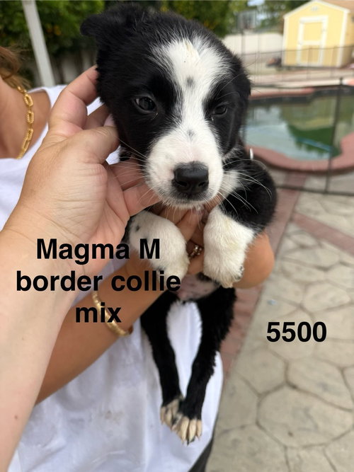 Magma #5500