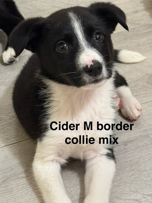 Cider #2695