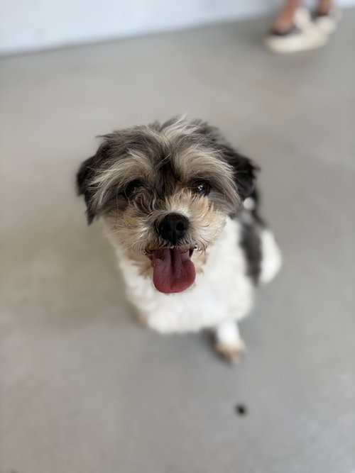 Cookie #1254 photo 3