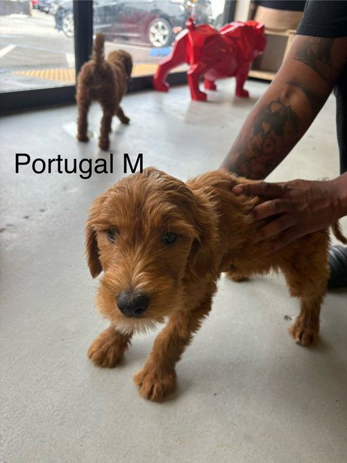PORTUGAL #5493