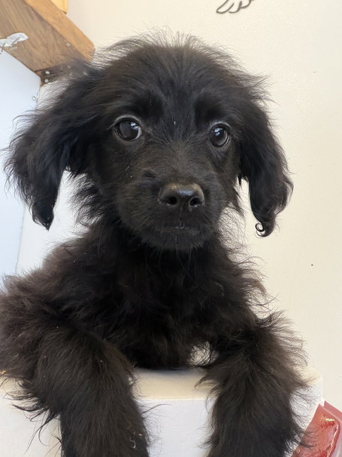 CANDY #9755, an adoptable Spaniel in Studio City, CA