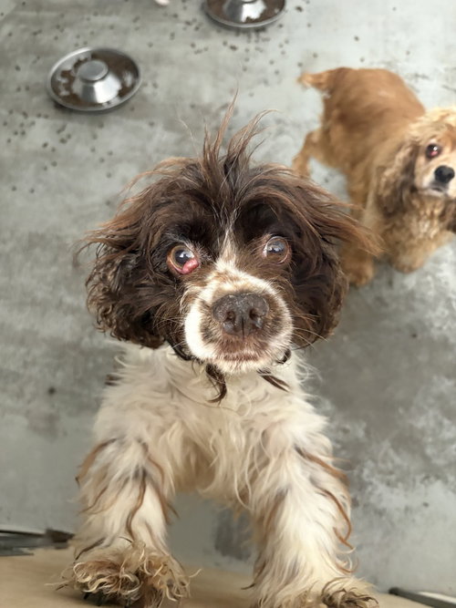 BROWNIE