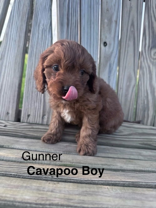 Gunner