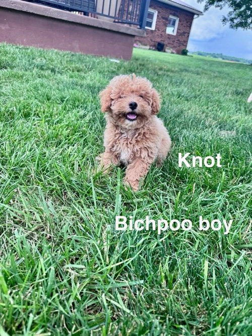 Knot