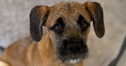Callum #5414, Boxer