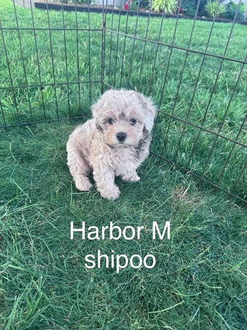 Harbor