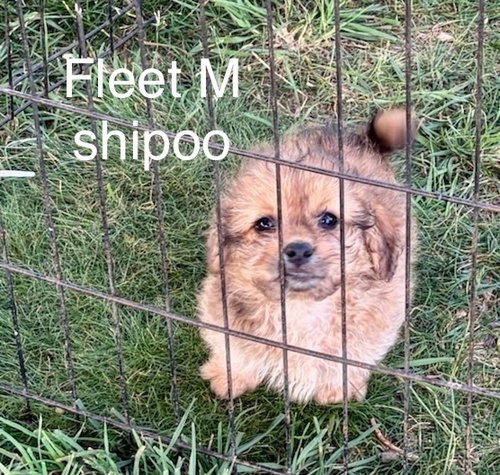 Fleet