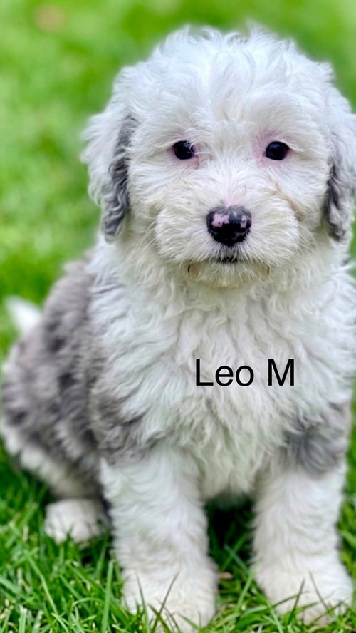 Leo