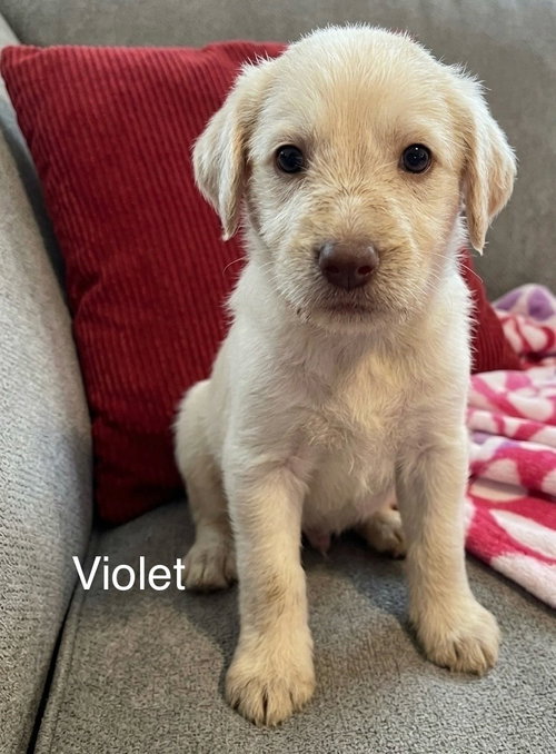 Violet