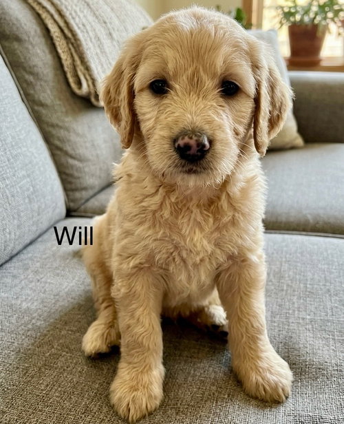 Will