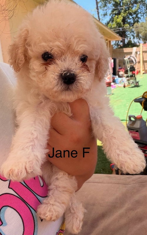 Jane