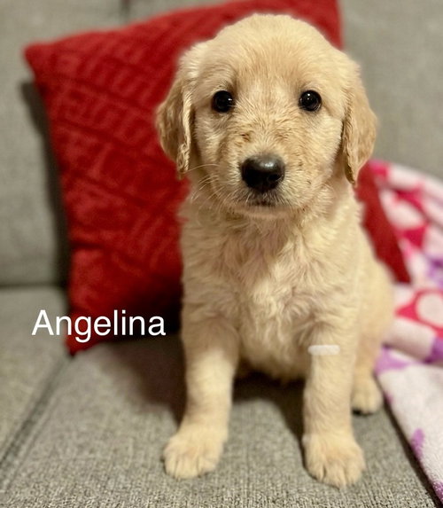 Angelina
