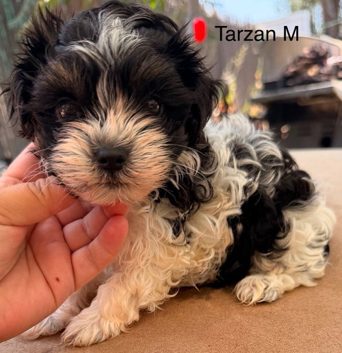 Tarzan