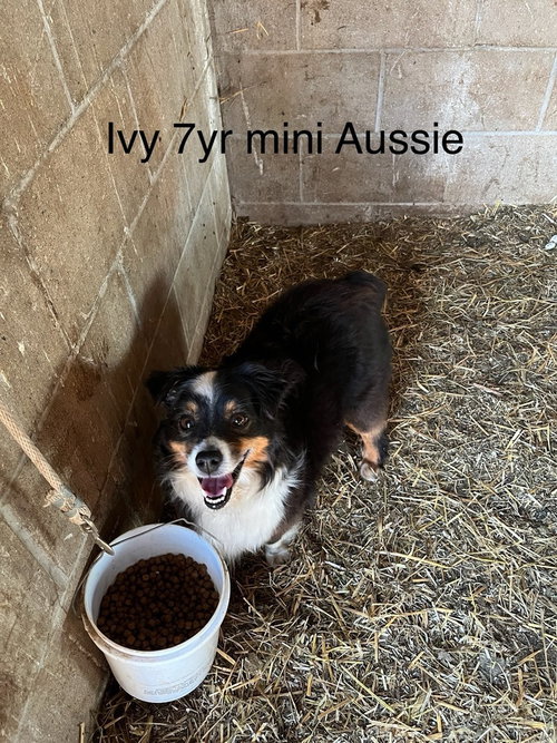 Ivy, an adoptable Australian Shepherd in Studio City, CA