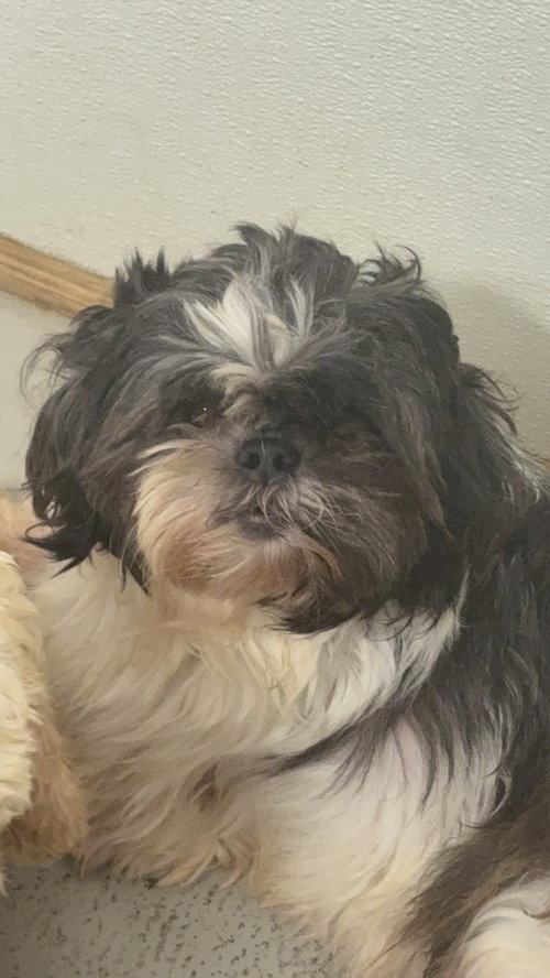 Gracie, an adoptable Shih Tzu in Studio City, CA