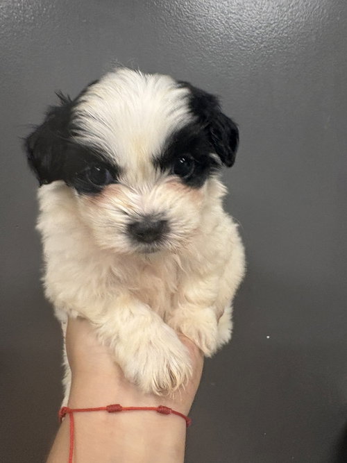 Barney #8709, an adoptable Maltese in Studio City, CA