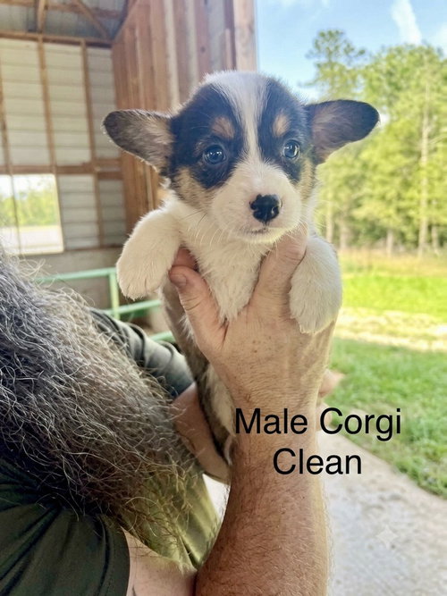 Clean, an adoptable Corgi in Studio City, CA