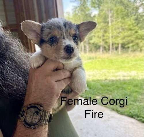 Fire, an adoptable Corgi in Studio City, CA