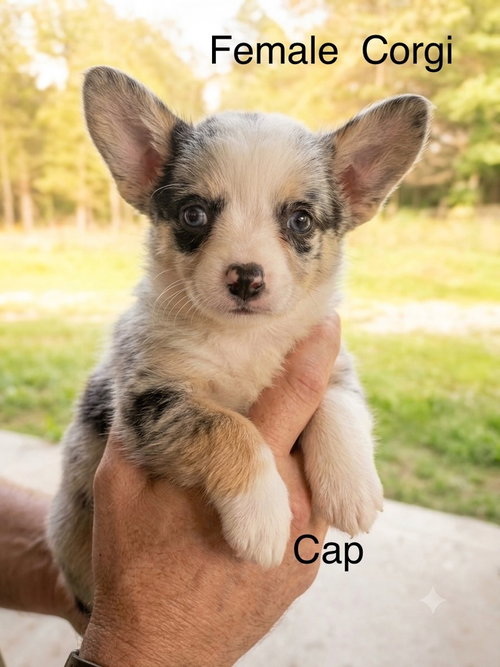 Cap, an adoptable Corgi in Studio City, CA