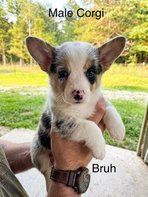 Bruh, an adoptable Corgi in Studio City, CA