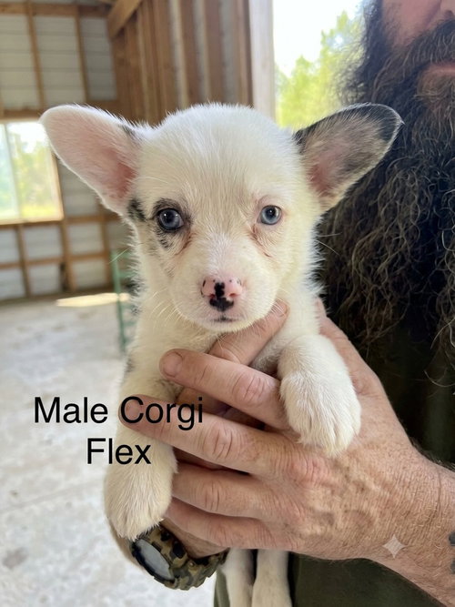 Flex, an adoptable Corgi in Studio City, CA