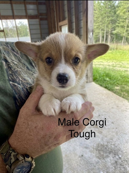 Tough, an adoptable Corgi in Studio City, CA