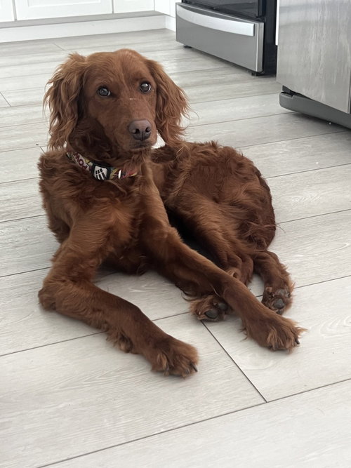 Nova - 1639, an adoptable Irish Setter in Studio City, CA
