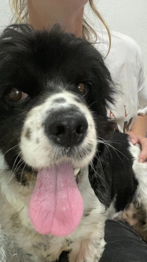 picture of the dog needing adoption