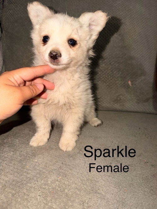 Sparkle #9741