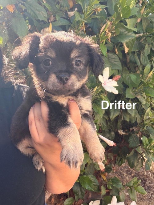 Drifter #8696