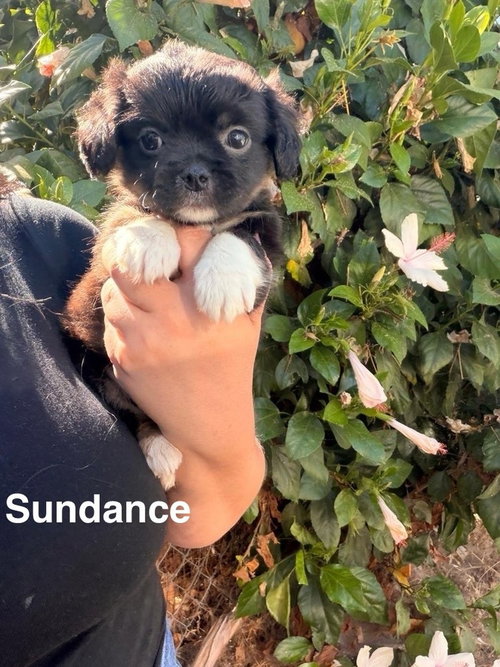 Sundance