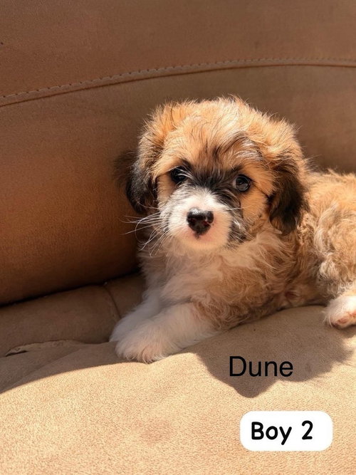 Dune #8703