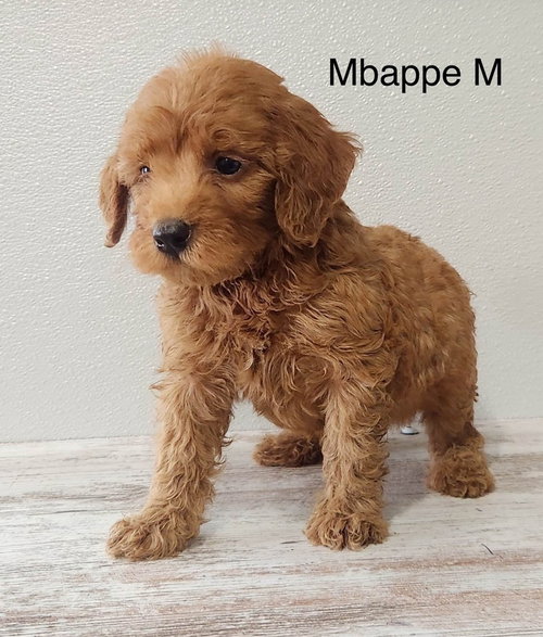 Mbappe