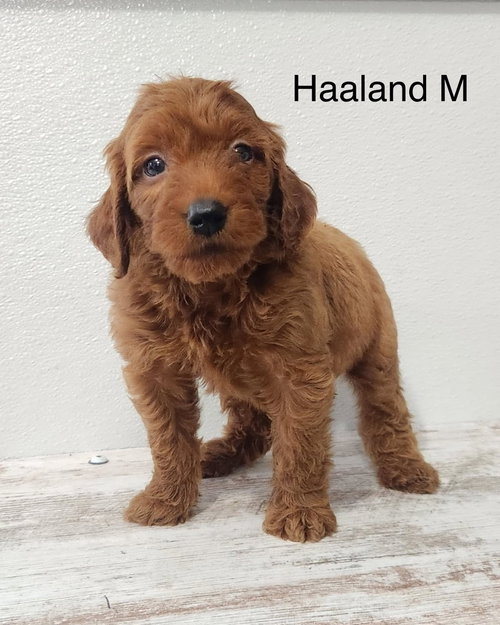 Haaland